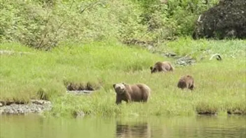 Complicités sauvages S01E03 Les forêts du nord