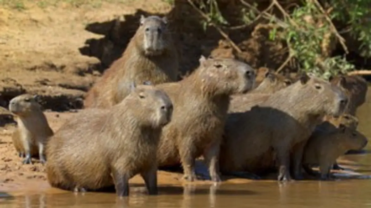 Complicités sauvages