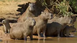 Visuel de Complicités sauvages