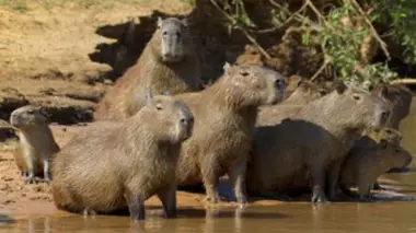 Les grands marécages