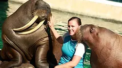 Visuel de Comprendre le morse