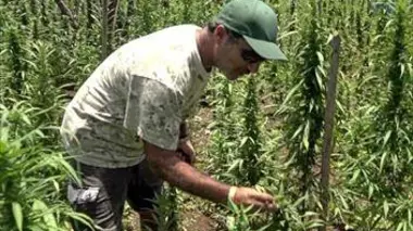 Jamaïque, au pays de la ganja