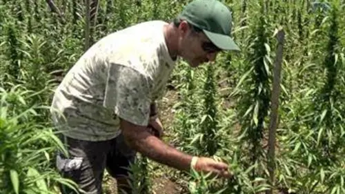 Confrontations Jamaïque, au pays de la ganja