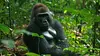 Congo E02 Au royaume des hominidés (2014)