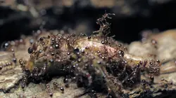 Conquérants