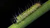 La chenille processionnaire du pin