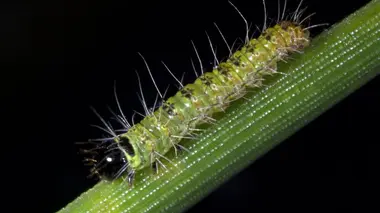Conquérants La chenille processionnaire du pin