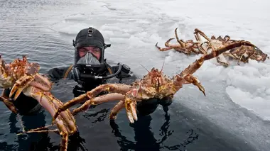 Conquérants Le crabe royal