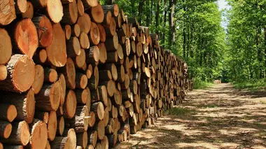 Choisir son bois de chauffage