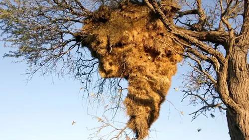 Casting Constructions animales Les architectes de la nature