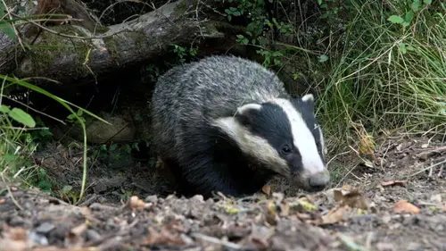 Constructions animales