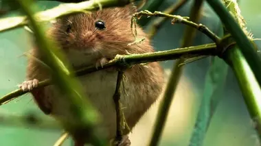 Des foyers sur mesure