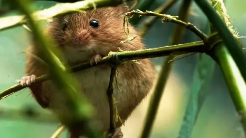 Constructions animales Des foyers sur mesure