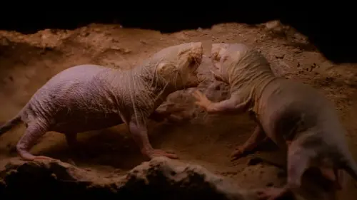 Constructions animales Des cités durables