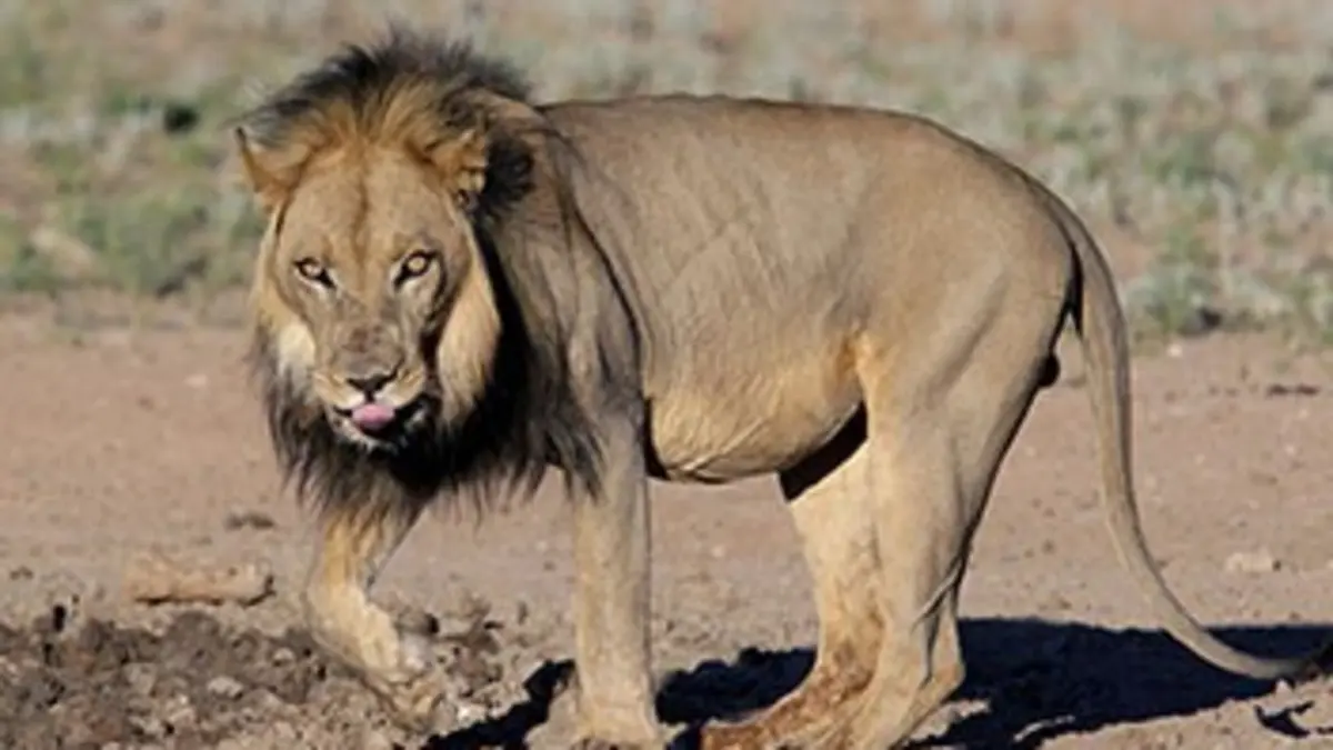 Conte-moi la Zambie E06 Le territoire des lions