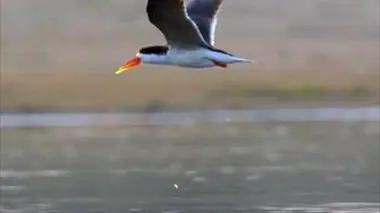 Survivre dans les plaines