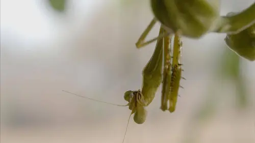 Conte-moi la Zambie S02E02 Plus forts ensemble