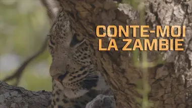 Conte-moi la Zambie S02E08 Les arbres de la vie