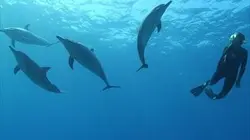 Conversations avec les dauphins