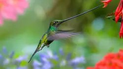 Coopération animale