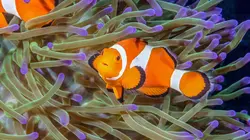 Coopération animale