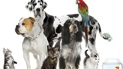 Visuel de Copains comme cochons