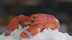 Coquillages et crustacés, la mer sur un plateau
