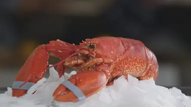 Coquillages et crustacés, la mer sur un plateau