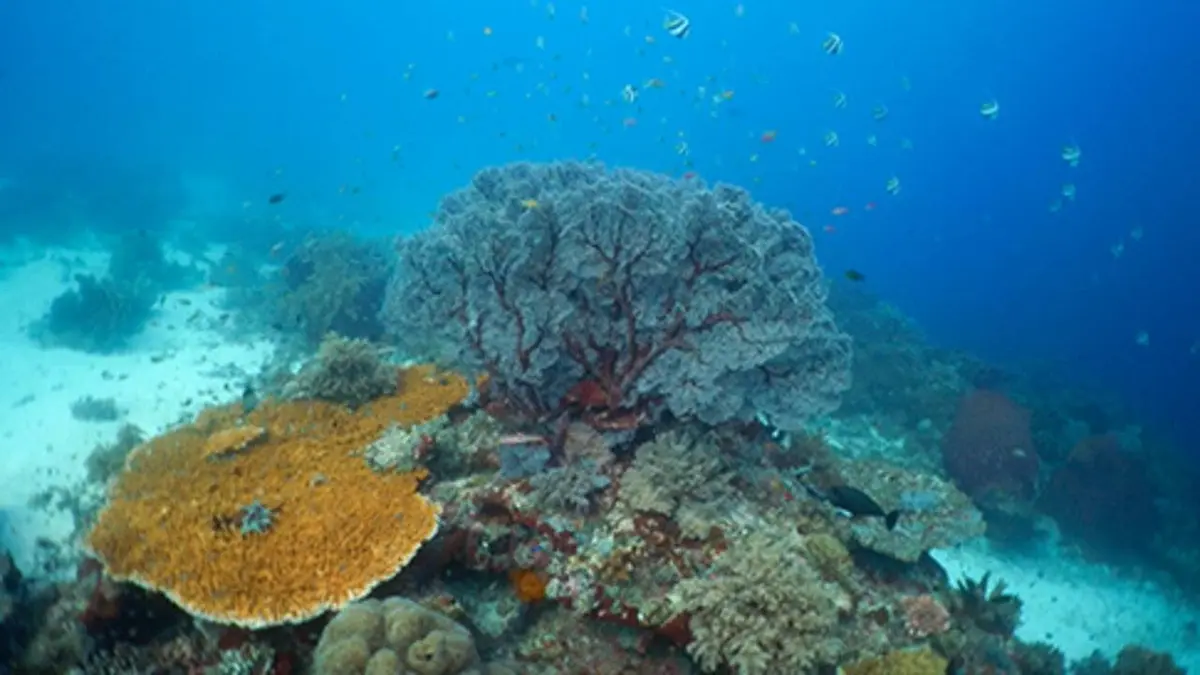 Corail, le coeur de l'océan