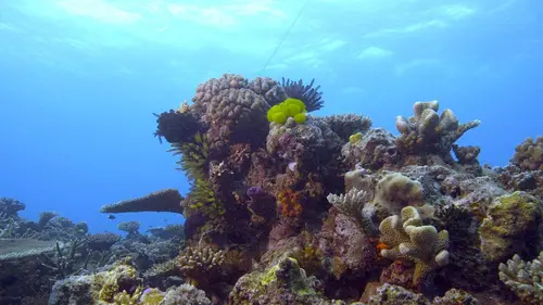 Coraux, l'ultime métamorphose