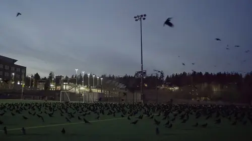 Corbeaux & corneilles : la nature nous observe !