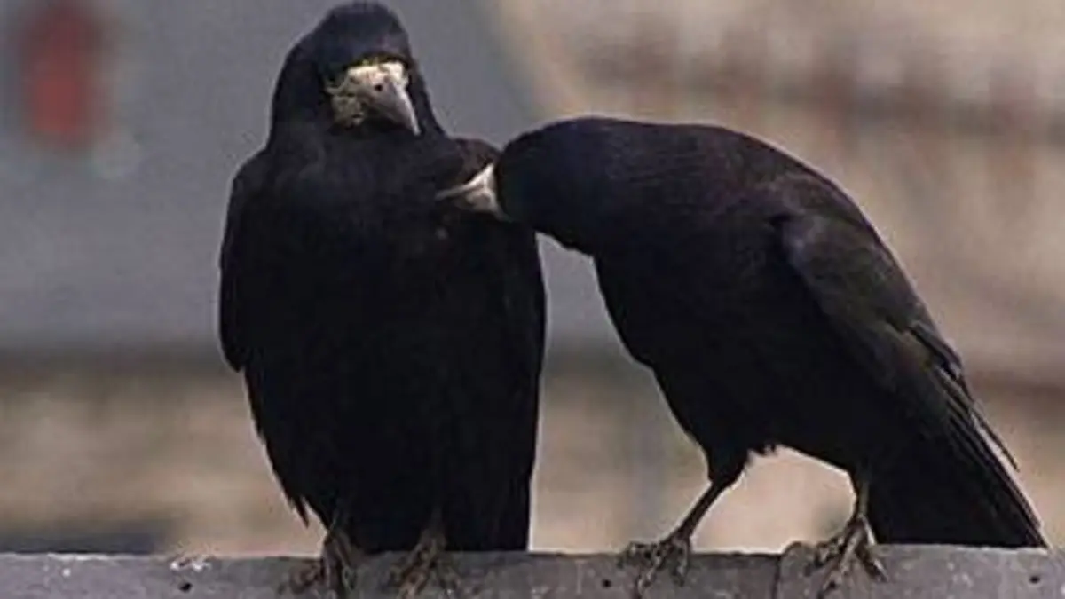 Corbeaux et corneilles