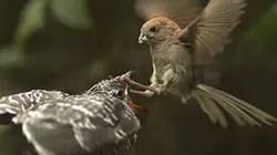 Visuel de Corée du Sud, au coeur du Chungcheongbuk sauvage