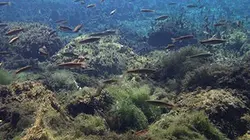 Visuel de Corée sauvage