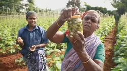Cornichon, l'agité du bocal