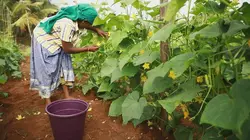 Cornichon, l'agité du bocal