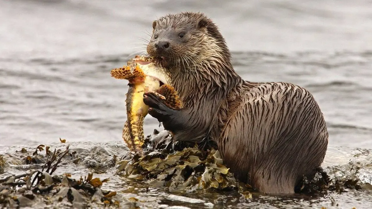 Cornouailles sauvages