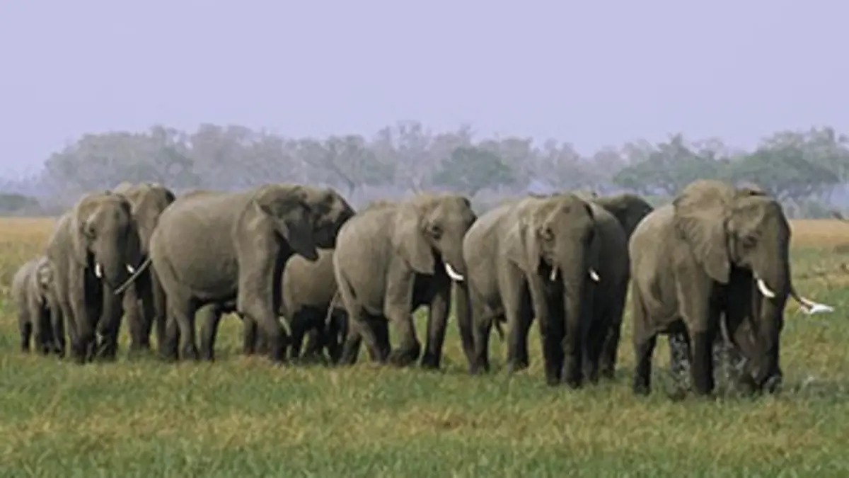 Corridors naturels : des routes pour la vie