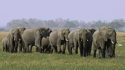 Visuel de Corridors naturels : des routes pour la vie