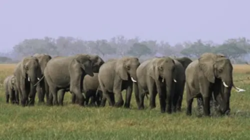 Corridors naturels : des routes pour la vie