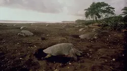 Visuel de Costa Rica, en quête d'un eden