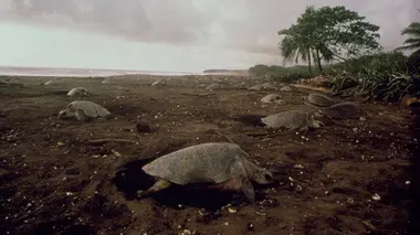 Costa Rica, en quête d'un Eden