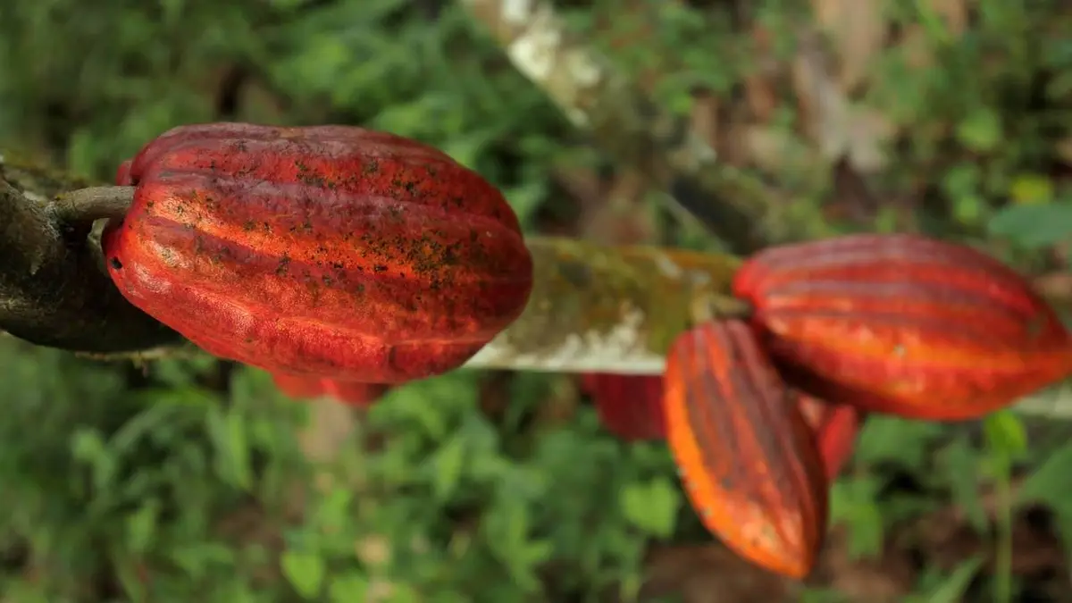 Costa Rica, l'harmonie des sens