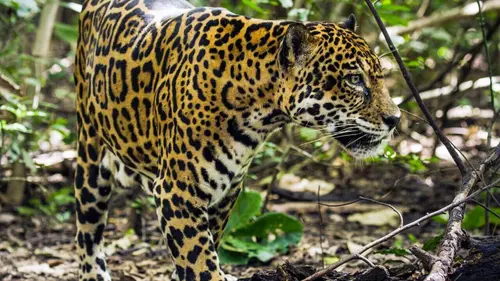 Costa Rica : Le paradis des jaguars