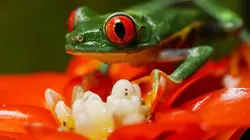 Costa Rica : Le réveil de la nature