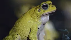 Costa Rica : Le réveil de la nature