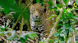 Costa Rica : Le réveil de la nature