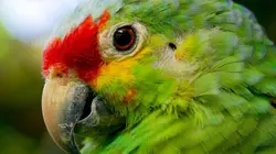 Costa Rica : Le réveil de la nature