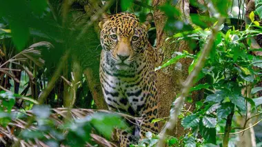 Le retour des animaux