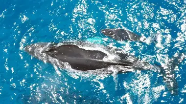 La mer, le dernier défi